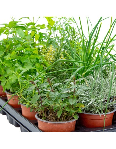 Safata de planta aromàtica variada (test de 10,5 cm) (15 unitats)
