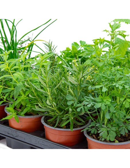 Safata de planta aromàtica variada (test de 10,5 cm) (15 unitats)