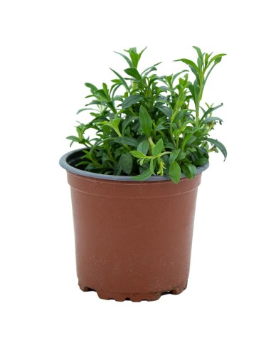 Planta de sajolida per 2,20€ a Germigarden