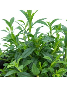 Sarriette planta à 2,20€ chez Germigarden 2