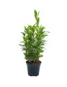 Laurel