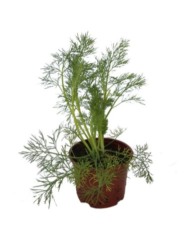Plante d'aneth à 2,30 € chez Germigarden