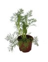 Aneth (pot de 10,5 cm).