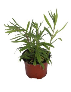 Compre Estragão em Germigarden