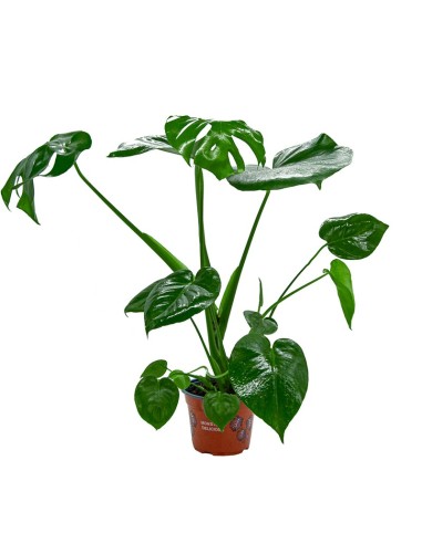 Costela de Monstera ou Adam (80 - 100 cm aprox.)