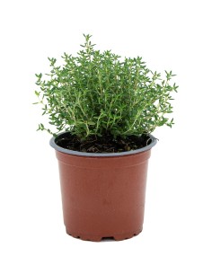 Compre tomilho em Germigarden