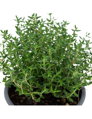 Achetez du thym à partir de 1,75€ chez Germigarden