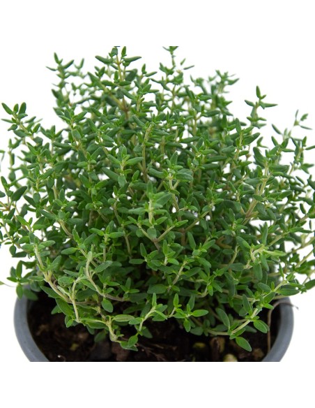 Comprar farigola a Germigarden des de 1,75€