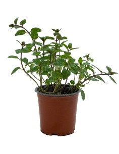 Menta sabor chocolate a partir de 1,75€ en Germigarden