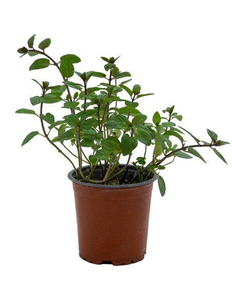 Menta sabor xocolata