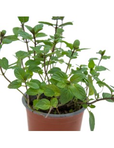 Saveur menthe chocolat à partir de 1,75€ chez Germigarden 2