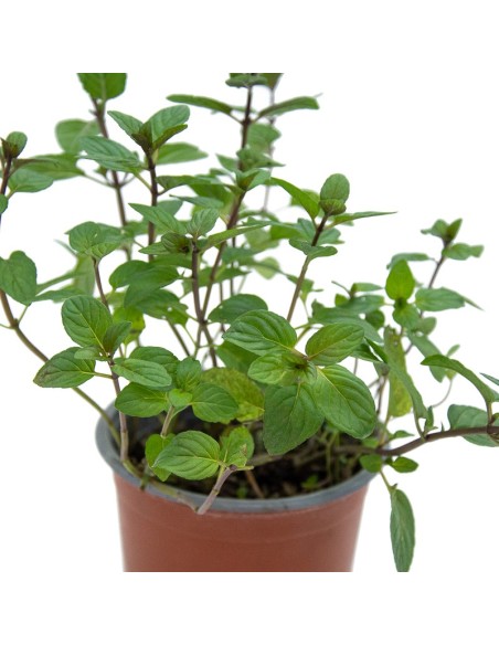 Menta sabor chocolate a partir de 1,75€ en Germigarden