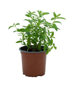 Compre lucia-lima em Germigarden