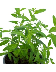 Compre lucia-lima em Germigarden 2