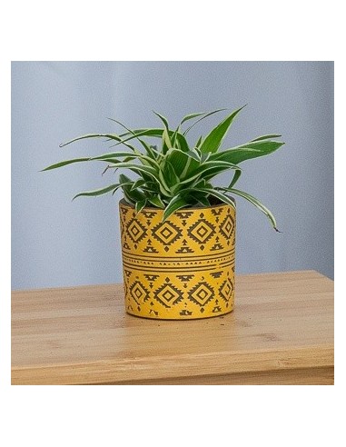 Chlorophytum comosum 'oceano' (vaso 12 cm Ø)
