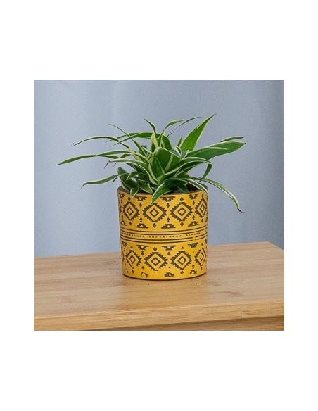 Chlorophytum comosum 'oceano' (vaso 12 cm Ø)