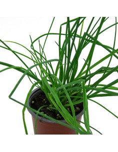 Comprar cebollino en planta desde 1,75€ en Germingarden 2