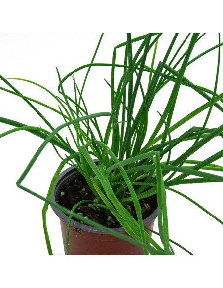 Comprar cebollino en planta desde 1,75€ en Germingarden