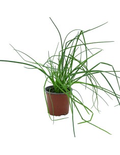 Comprar cibulet en planta per 1,75€ a Germigarden
