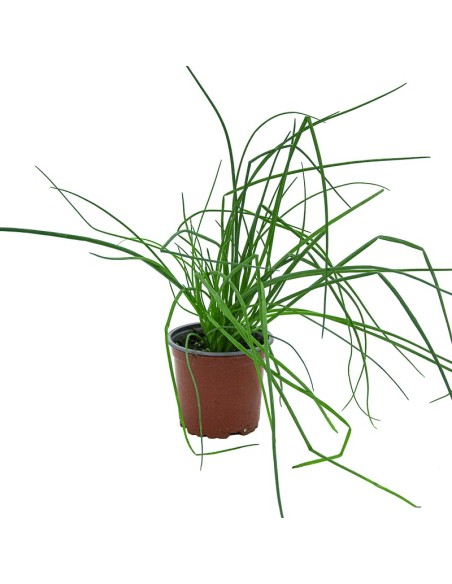 Comprar cibulet en planta per 1,75€ a Germigarden
