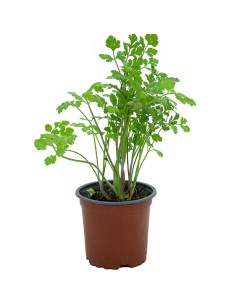 Comprar cilantro por 1,75€ en Germigarden
