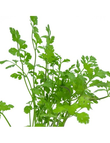 Comprar cilantro por 1,75€ en Germigarden