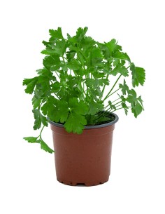 Comprar planta de perejil por 1,75€ en Germigarden