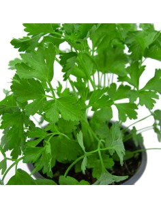 Achetez du persil pour 1,75 € chez Germigarden 2