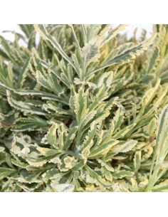 Lavanda dentada matizada (maceta 19 cm Ø) 2