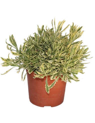 Espígol dentat matitzat (test 19 cm Ø)
