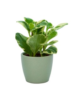 Maceta cerámica Núbia Cactus