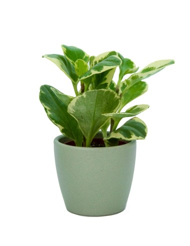 Vaso de cerâmica Núbia vermelho cactus