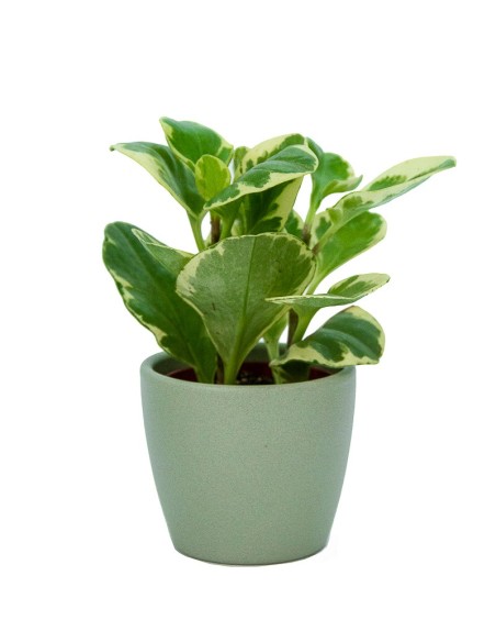 Maceta cerámica Núbia Cactus