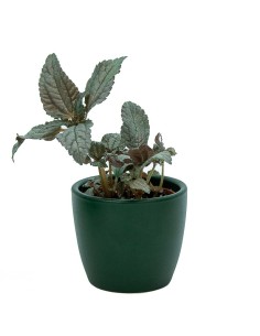 Vaso de cerâmica Núbia vermelho cactus 2