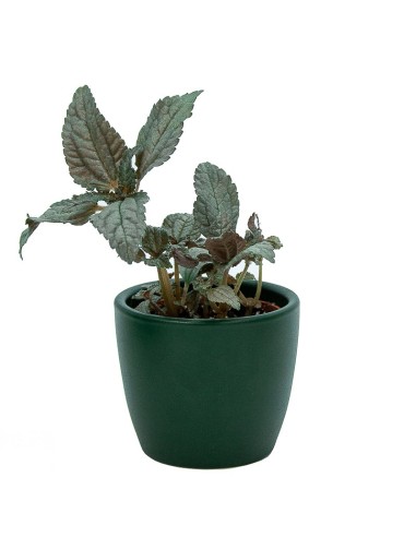 Test ceràmica Núbia vermell cactus
