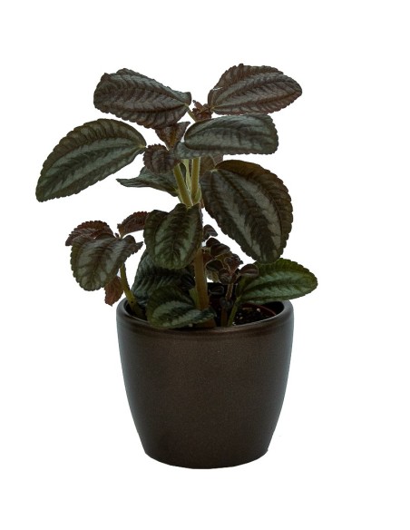 Test ceràmica Núbia vermell cactus