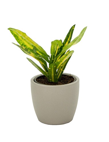 Vaso de cerâmica Núbia vermelho cactus