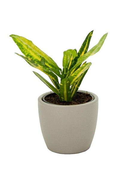 Vaso de cerâmica Núbia vermelho cactus