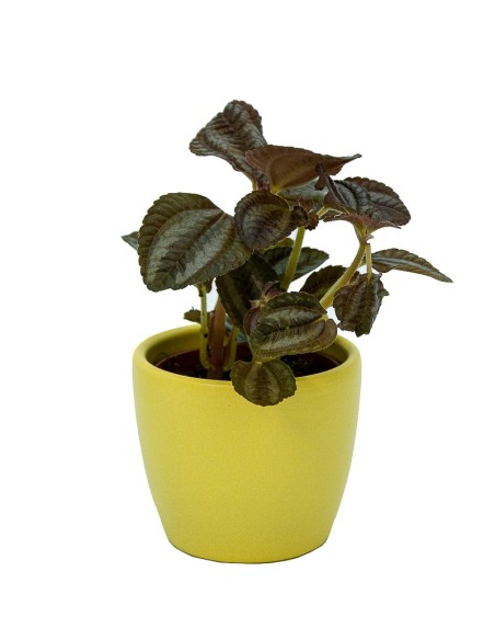 Maceta cerámica Núbia Cactus