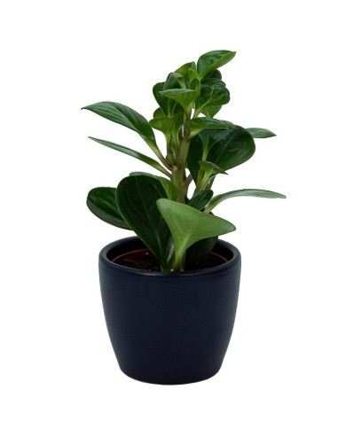 Test ceràmica Núbia vermell cactus