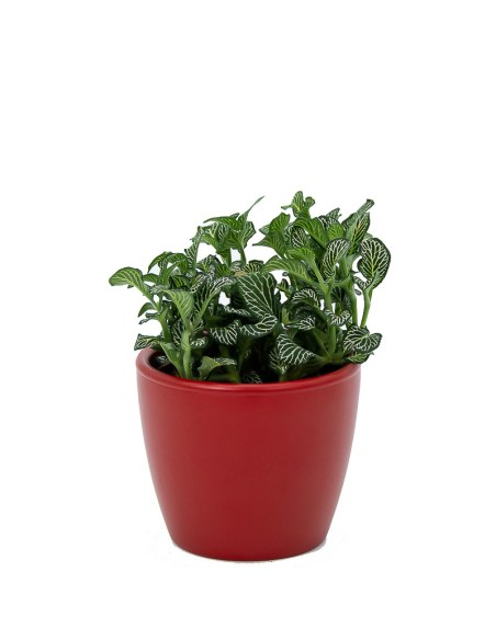 Vaso de cerâmica Núbia vermelho cactus