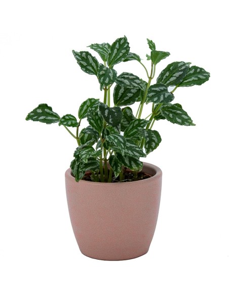 Maceta cerámica Núbia Cactus