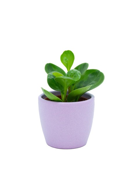 Vaso de cerâmica Núbia vermelho cactus