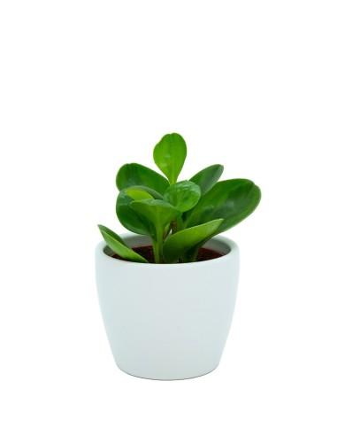 Maceta cerámica Núbia Cactus