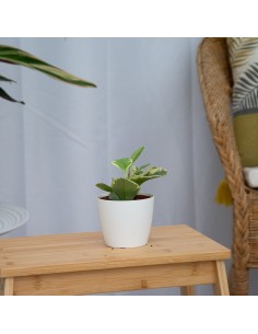 Peperomia obtusifolia variegata 2