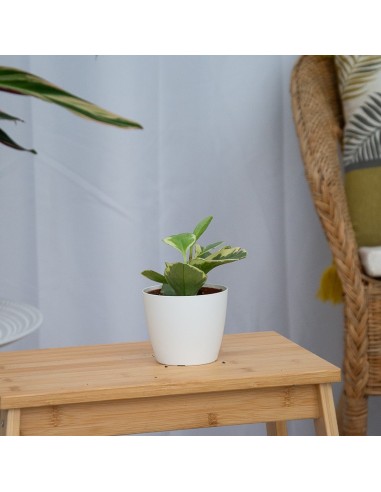 Comprar peperomia a partir de € 2,75 em Germigarden