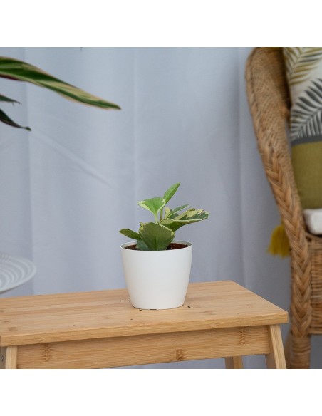 Comprar peperomia a partir de € 2,75 em Germigarden