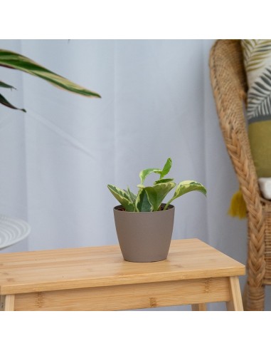 Peperomia obtusifolia variegata
