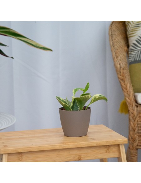Comprar peperomia desde 2.75€ en Germigarden