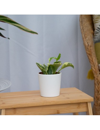 Peperomia obtusifolia variegata